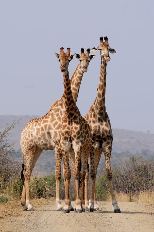 south-africa-hluhluwe-giraffes-pattern